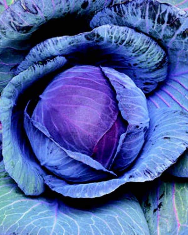 Red Express Cabbage Seeds